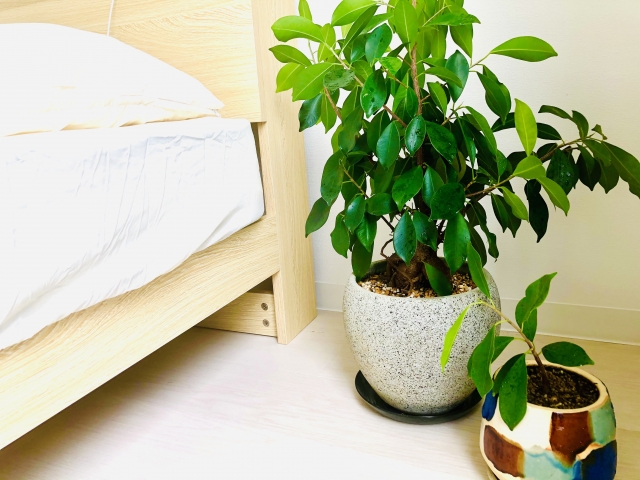 ベットの横に観葉植物